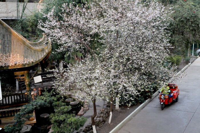 簡(jiǎn)陽(yáng)中學(xué)校園風(fēng)采