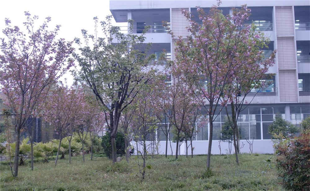射洪中學2020年的招生計劃公布了嗎？