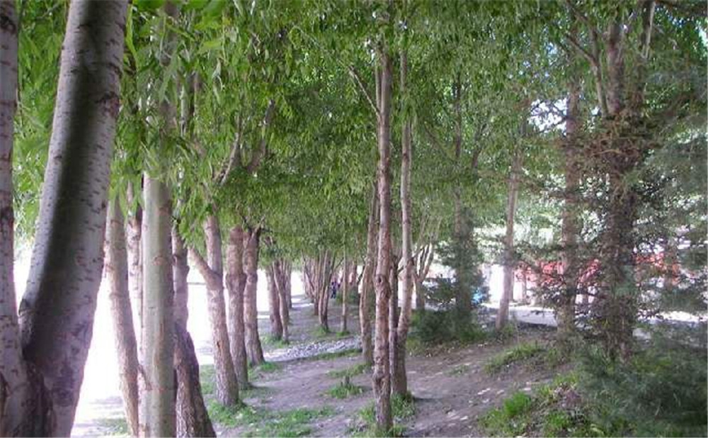 松潘中學(xué)2020年的招生簡(jiǎn)章在哪看？