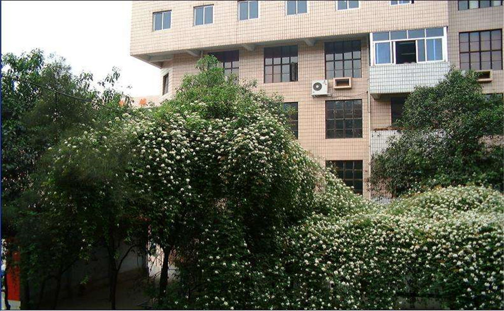 石室聯(lián)合中學(xué)蜀華分校2020年招生計(jì)劃是多少？