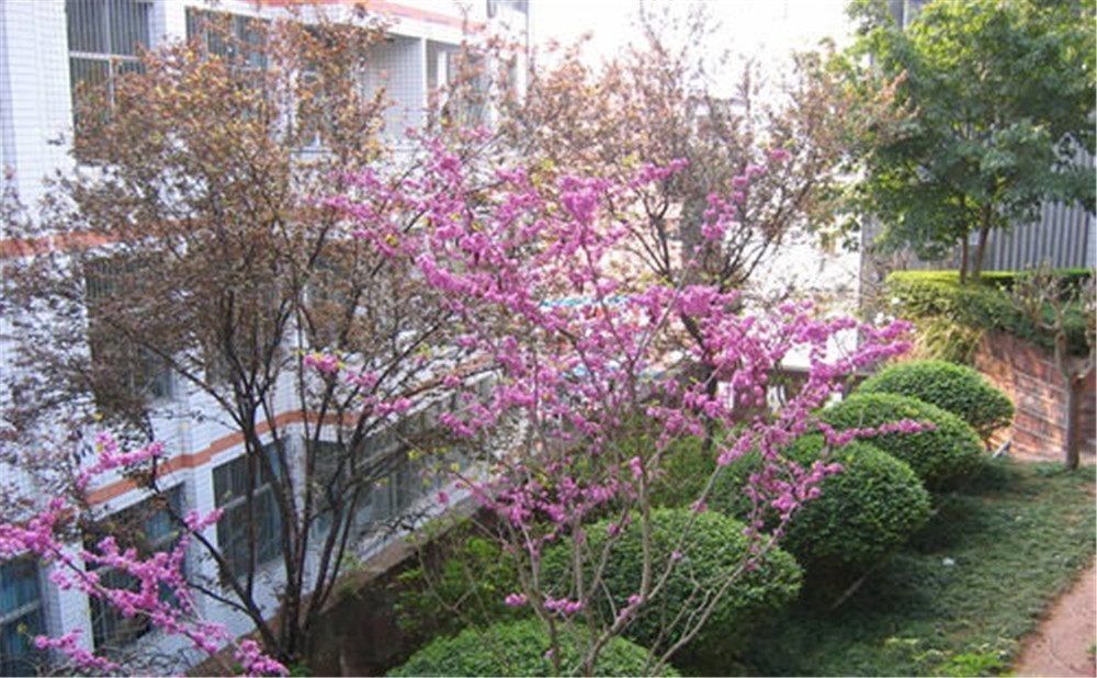 三星中學去年的錄取分數(shù)是多少？