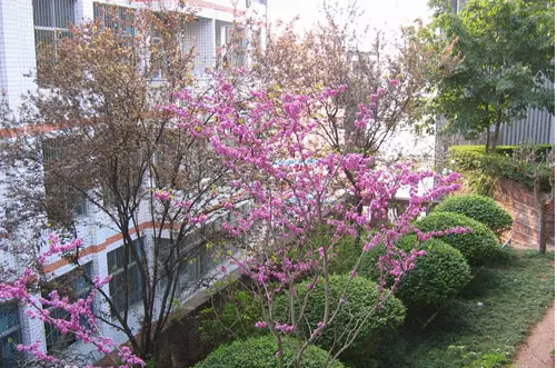 三星中學(xué)的本科升學(xué)率是多少？