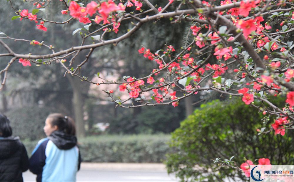 成都36中的地址在哪里？